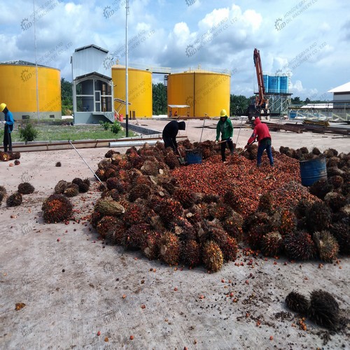 machine à huile de palme à tour de conditionnement pour la Guyane française