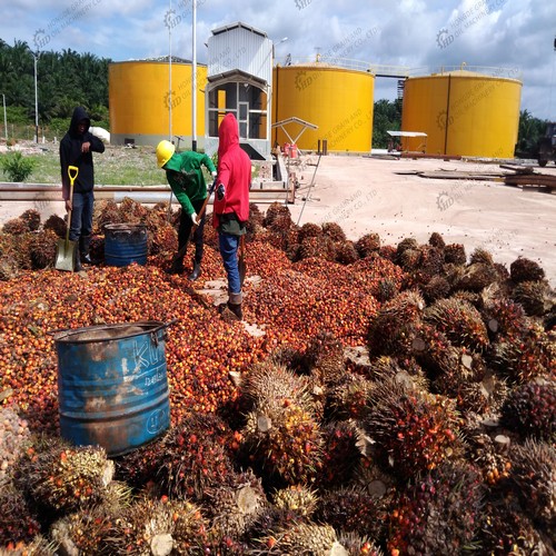 huile de palme hydraulique du tchad