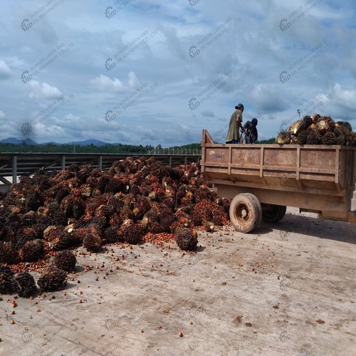 extraction d’huile de palmiste à 2 extracteurs pour madagascar