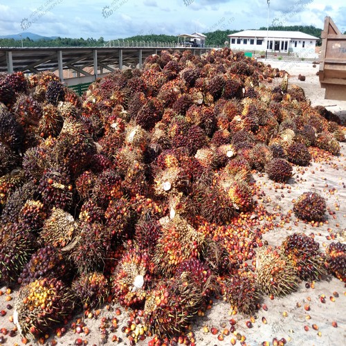 machine à huile de palme pour le Burundi