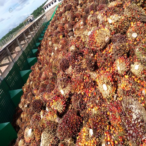 fabricant d’extraction d’huile de palme à Djibouti