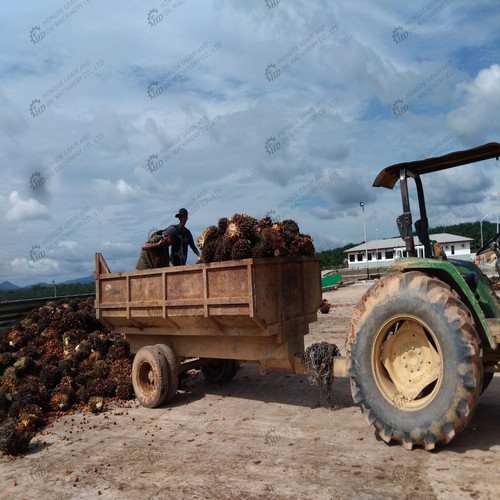 Machine automatique à huile de presse en spirale pour palmier au Congo